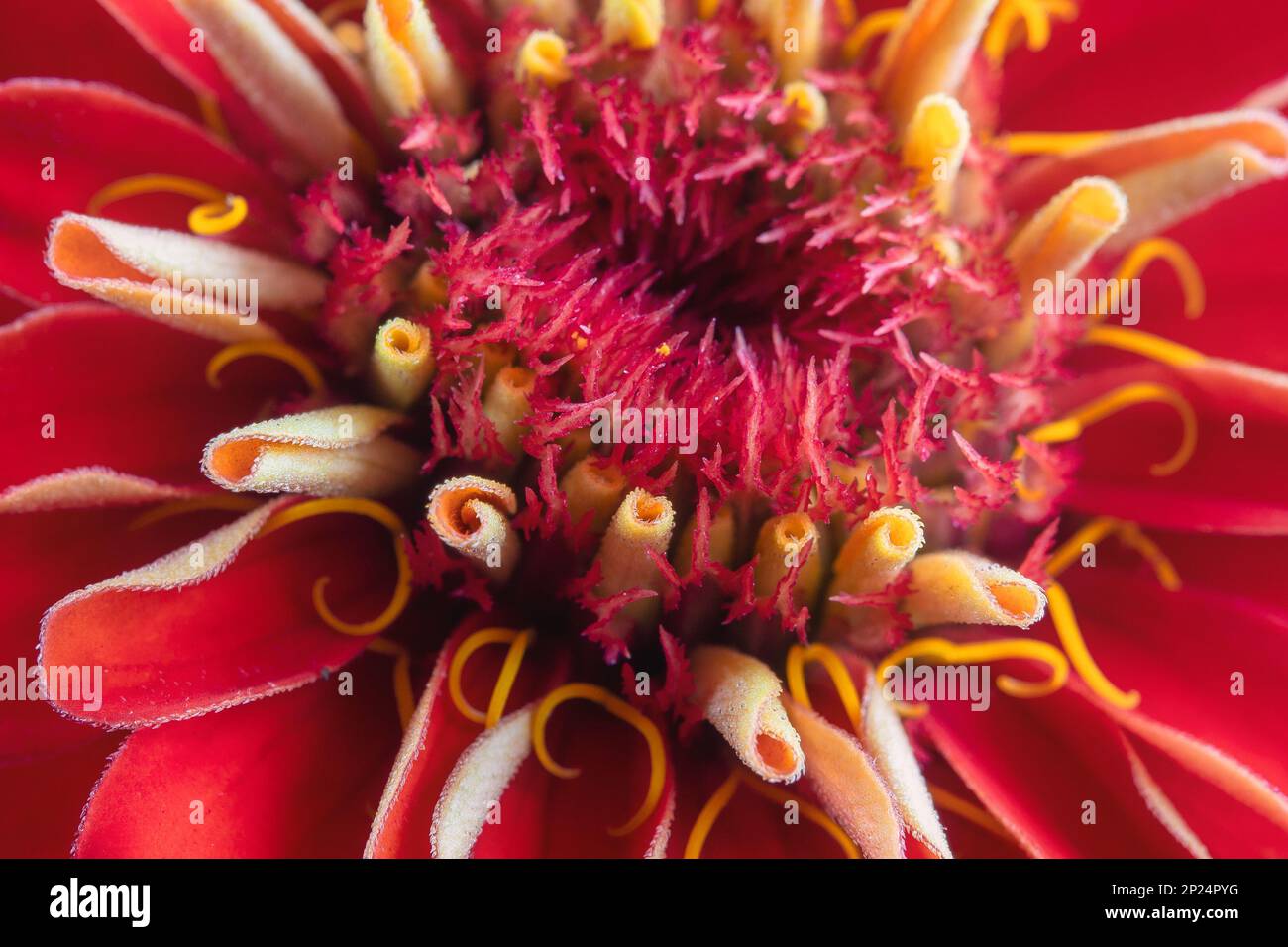 Macro di un fiore rosso Foto Stock