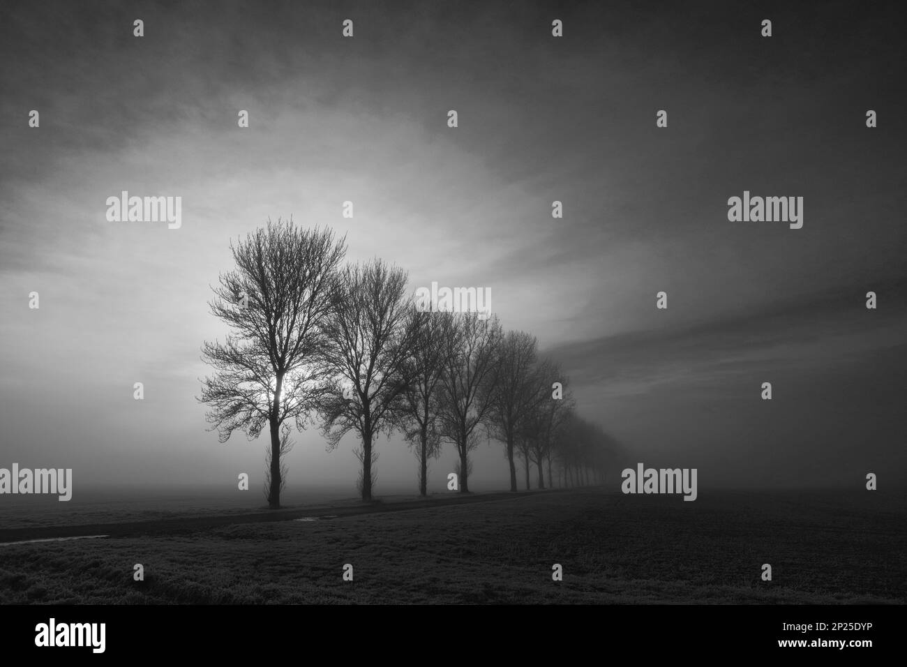Gelo invernale su alberi e campi vicino a Ely City, Cambridgeshire, Inghilterra, Regno Unito Foto Stock