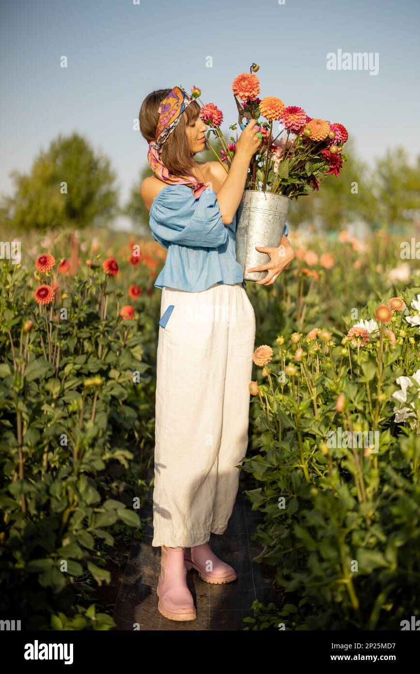 Ritratto di una donna come un agricoltore porta secchio pieno di fresco raccolto dahlias colorate, lavorando in fattoria fiorita all'aperto. Giardiniere femminile in estate Foto Stock