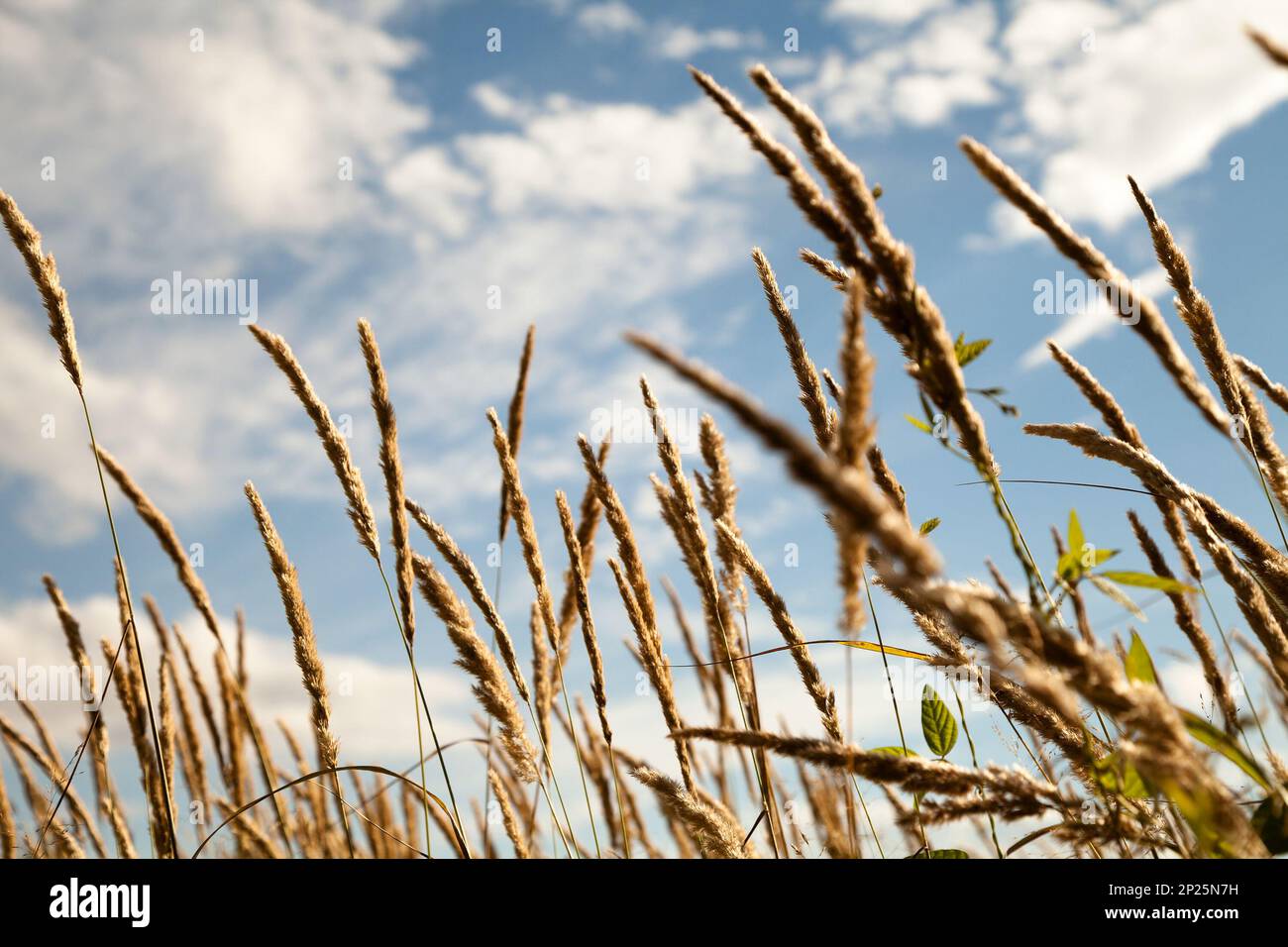 Erbe selvatiche spike sul campo close-up contro il cielo blu. Giallo orecchie di erbacce nel vento su un prato Foto Stock