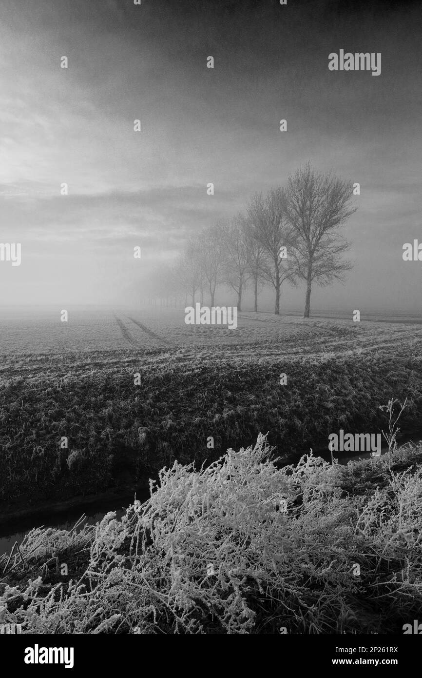 Gelo invernale su alberi e campi vicino a Ely City, Cambridgeshire, Inghilterra, Regno Unito Foto Stock