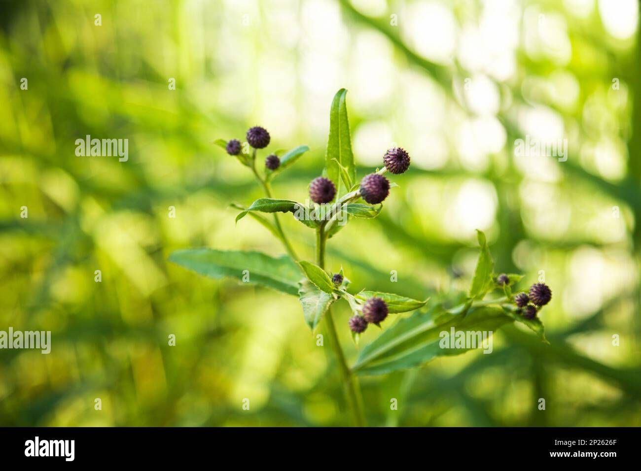 Germoglio di thistle come pianta con viola non aperti boccioli di fiori su un luminoso sfocato sfondo verde Foto Stock