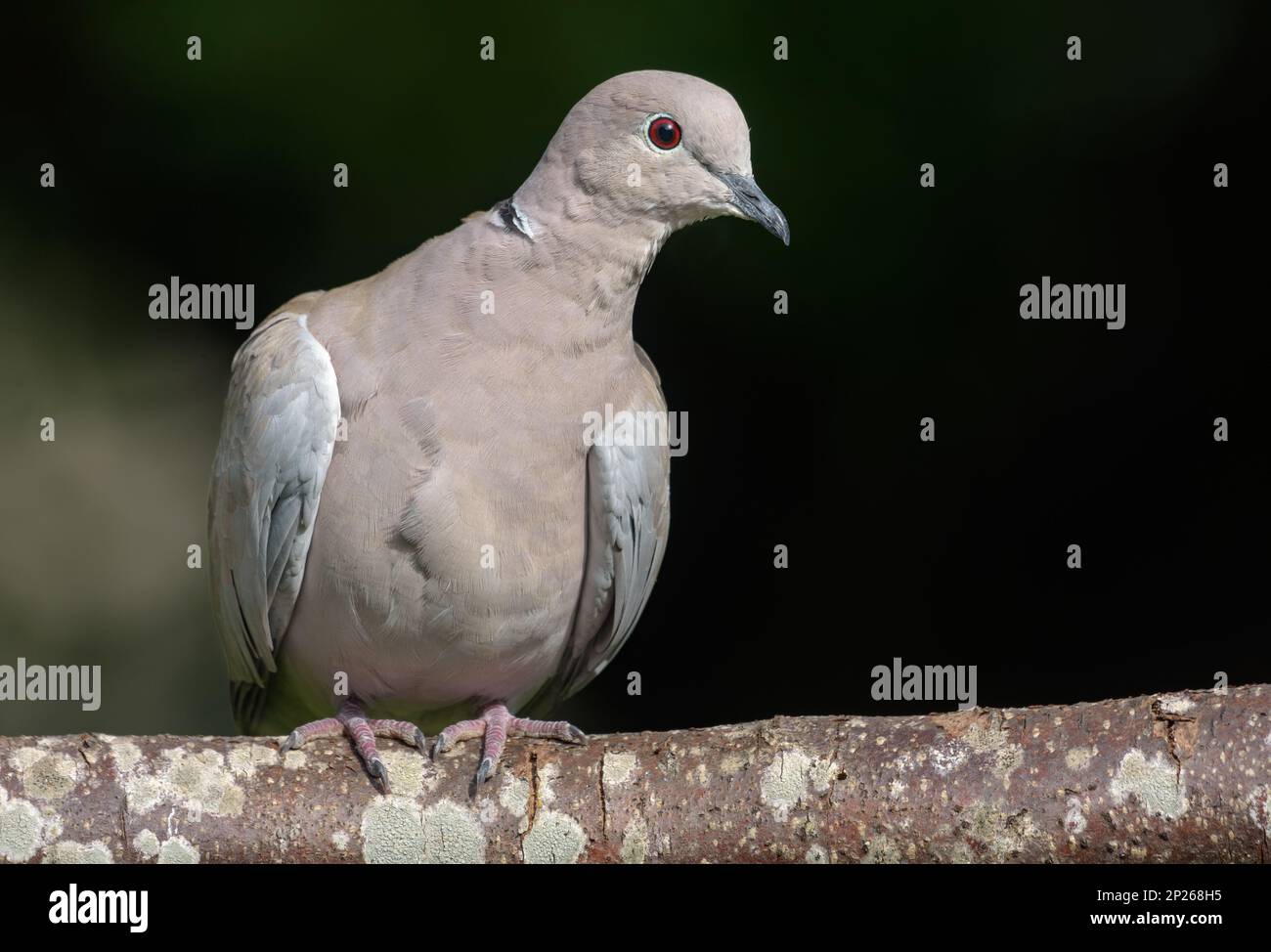 Colato eurasiatico dove (Streptopelia decaocto) arroccato su vecchio ramo per un ritratto stretto con sfondo scuro Foto Stock