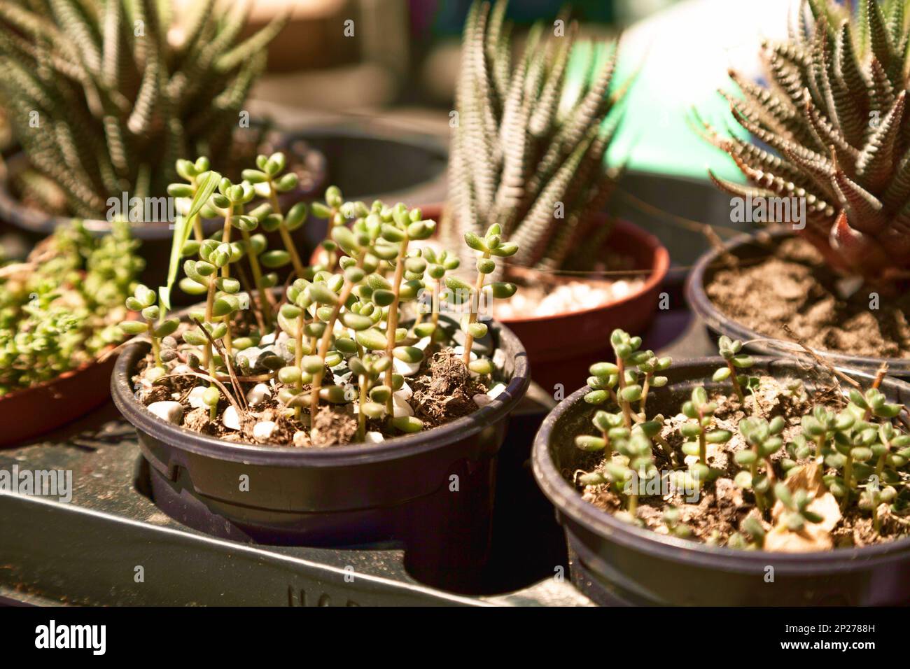 Piccolo grazioso rubrotinctum Sedum succulente in vasi in un impianto store. Houseplants vendita close-up nella vetrina di un negozio. Foto Stock Piccolo grazioso rubrotinctum Sedum succulente in vasi in un impianto store. Houseplants vendita close-up nella vetrina di un negozio. Foto Stock