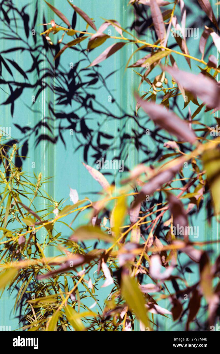 I rami degli alberi che gettano ombre sul recinto verde. Estate sunny fogliame sullo sfondo del modello Foto Stock