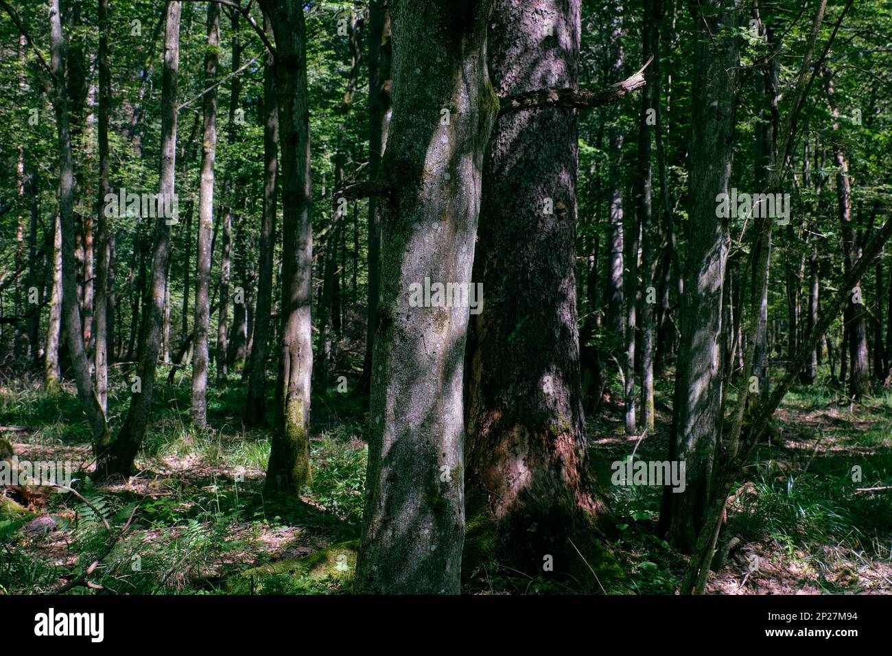 Il vecchio bosco di latifoglie in estate il mezzogiorno, foresta di Bialowieza, Polonia, Europa Foto Stock