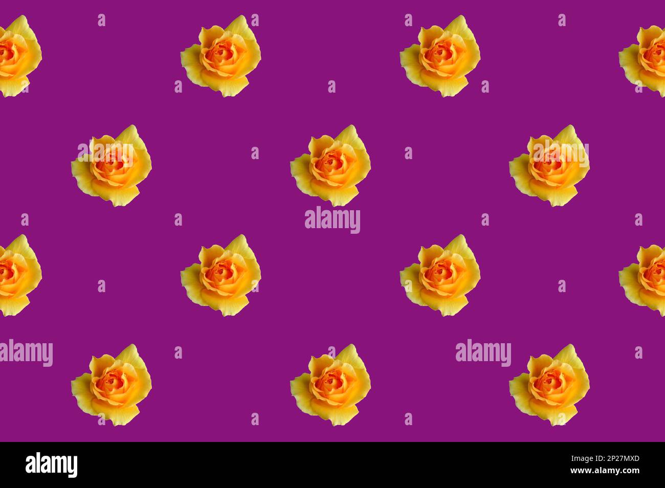 Senza cuciture modello di rosa gialla fiorente su uva sfondo viola Foto Stock