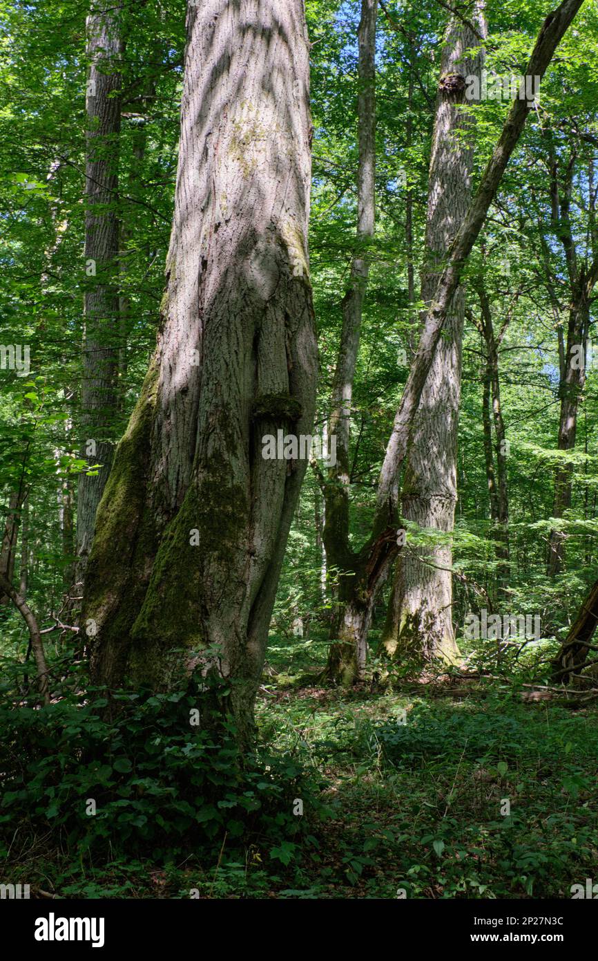 Vecchia foresta decidua nel mezzogiorno d'estate con vecchio tiglio in primo piano, Foresta di Bialowieza, Polonia, Europa Foto Stock