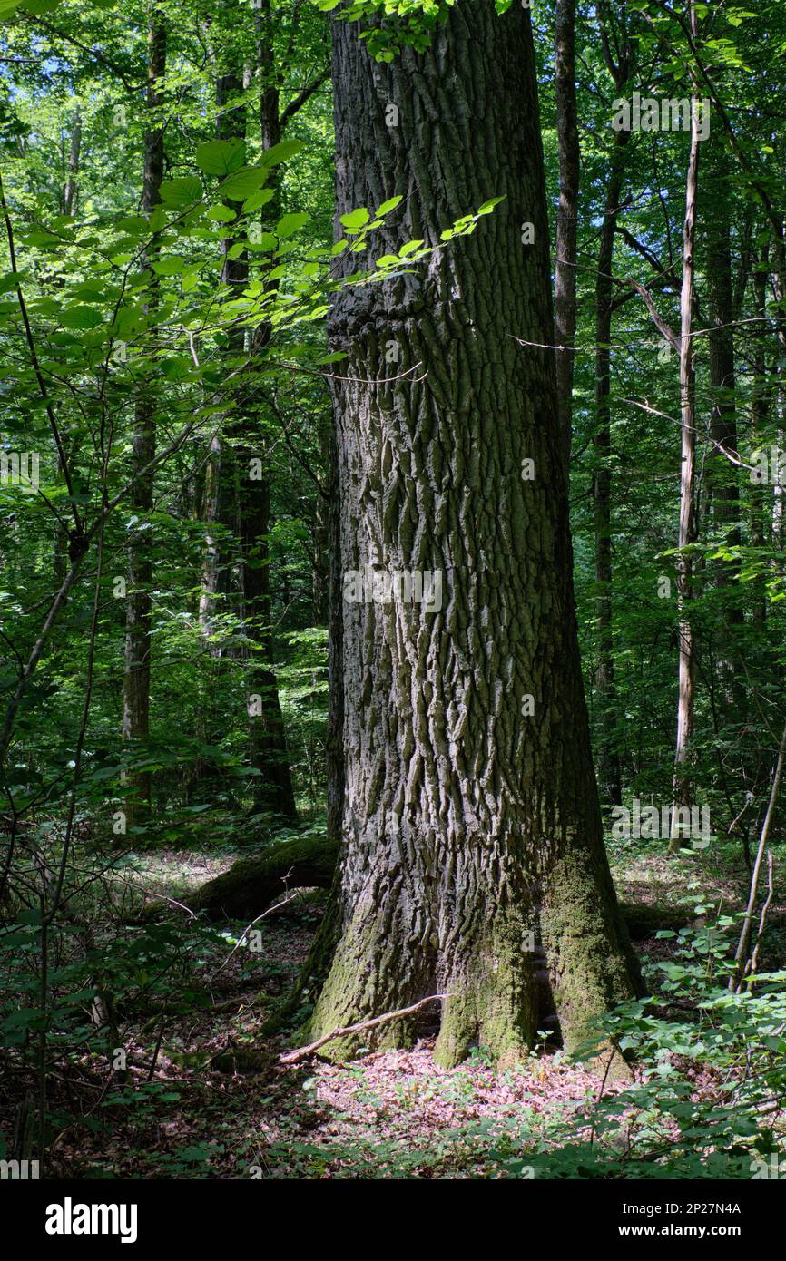 Il vecchio bosco di latifoglie in estate paesaggio di mezzogiorno con vecchi alberi di quercia, foresta di Bialowieza, Polonia, Europa Foto Stock