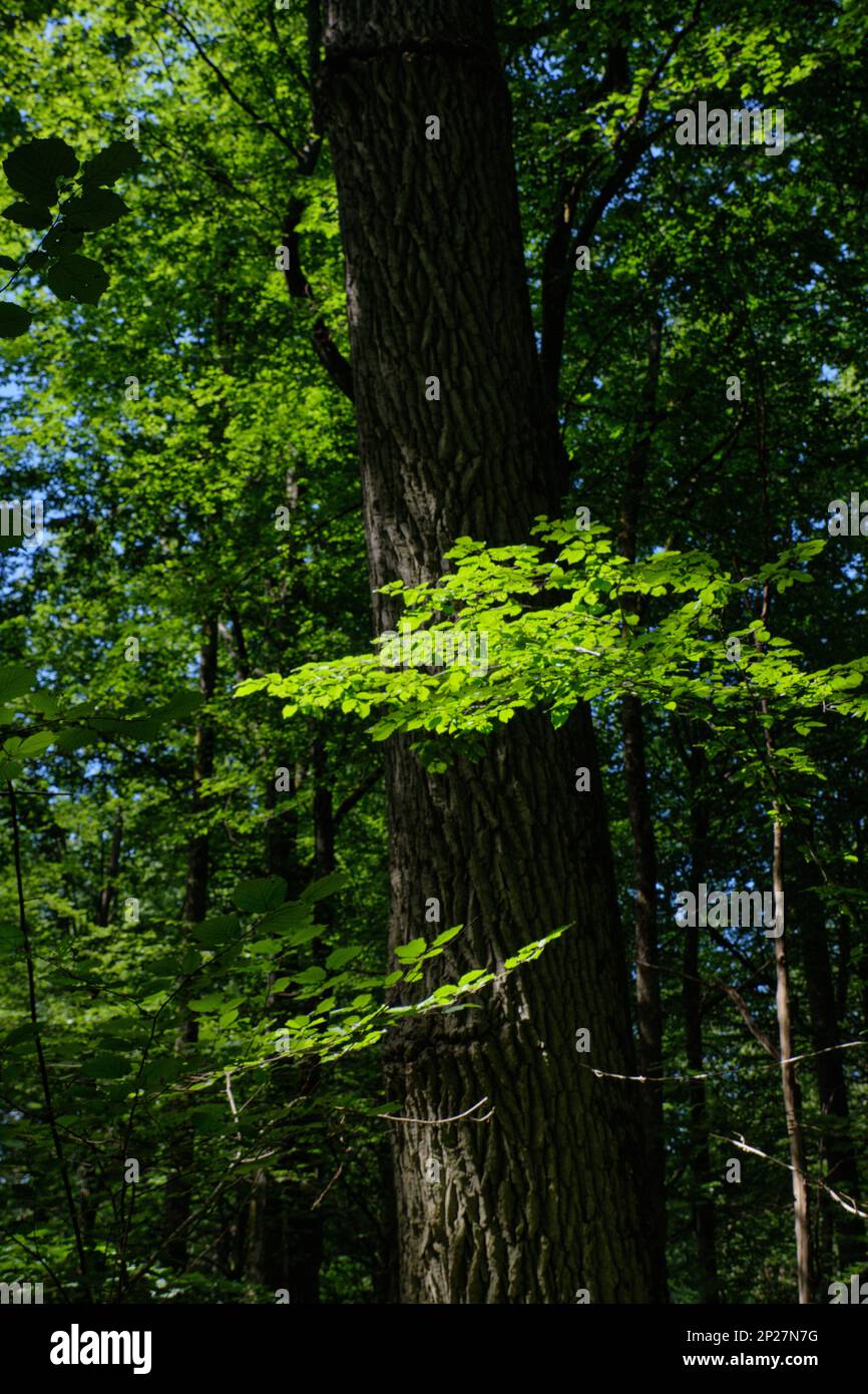 Il vecchio bosco di latifoglie in estate paesaggio di mezzogiorno con vecchi alberi di quercia, foresta di Bialowieza, Polonia, Europa Foto Stock