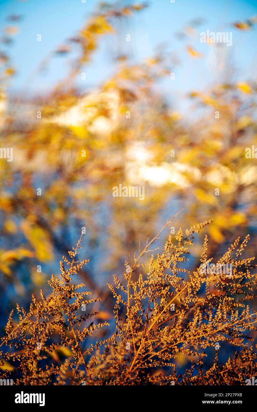 Rami di albero giallo ondeggiano nel vento in un parco autunnale. Il fiume blu e il cielo visto attraverso il fogliame della foresta dorata Foto Stock