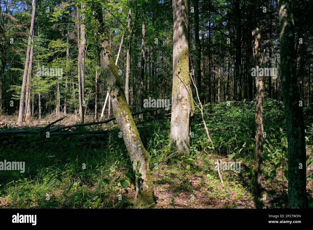 Il vecchio bosco di latifoglie in estate il mezzogiorno, foresta di Bialowieza, Polonia, Europa Foto Stock