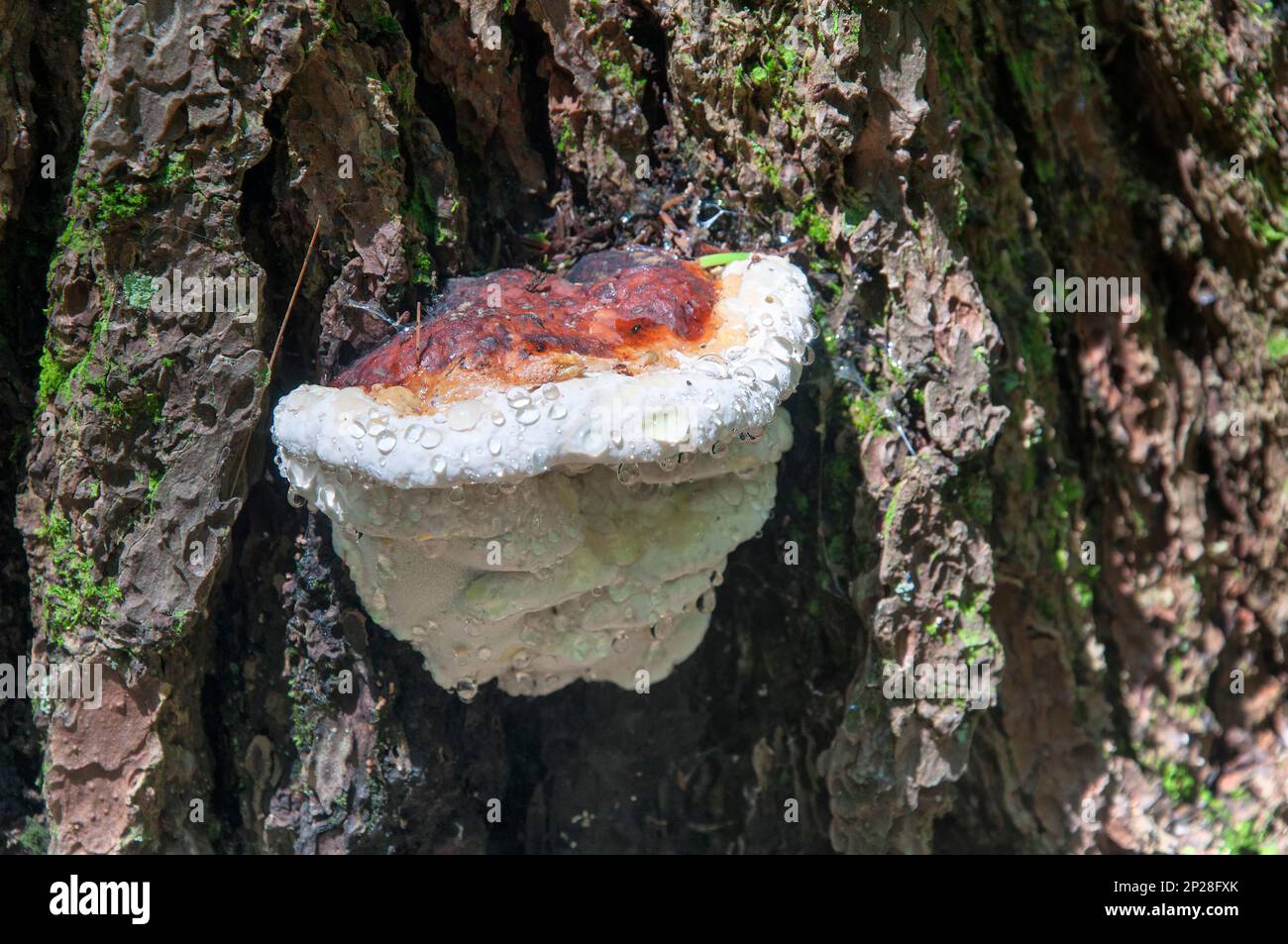 goccioline d'acqua su un fungo di conca con cintura rossa che cresce su un albero di conifere in una giornata di sole. Foto Stock