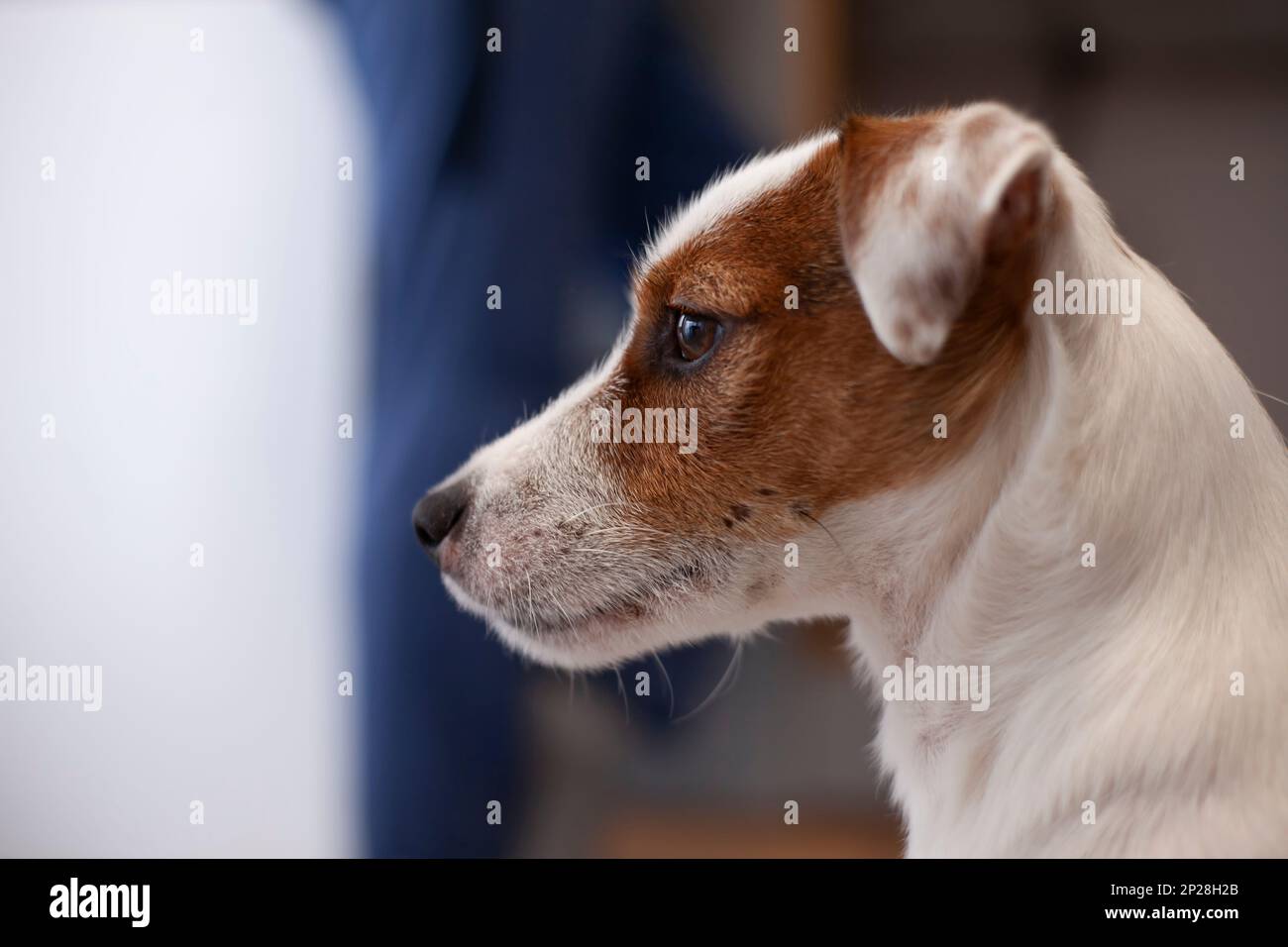 Jack Russell terrier ritratto di un cane in primo piano profilo Foto Stock
