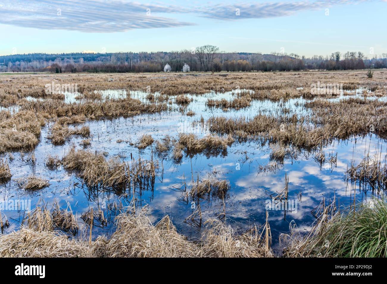 Un vew di fienili alle paludi di Nisqually nello Stato di Washington. Foto Stock