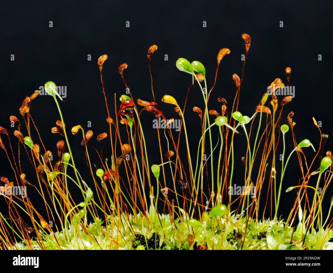 Teste di semi di una pianta di muschio fotografate su uno sfondo nero Foto Stock