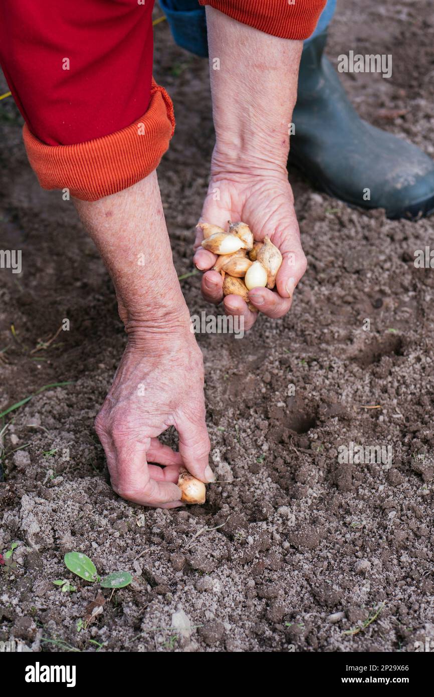 Donna che piantano i set di cipolle Foto Stock