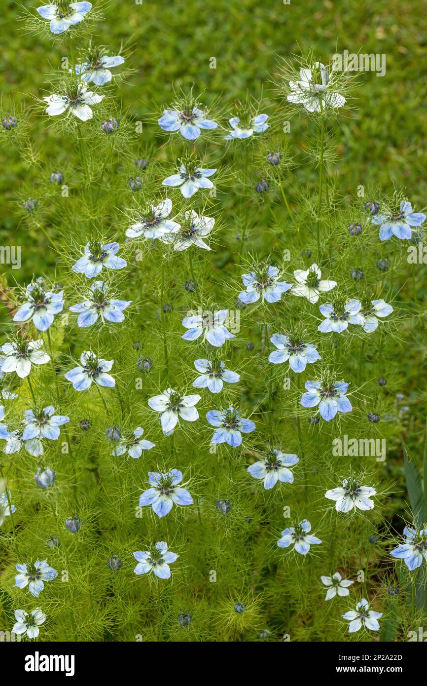 Primo piano di Nigella damascena / |fiori bianchi e blu in una nebbia fioritura in un giardino cottage inglese nel mese di giugno, Inghilterra, Regno Unito Foto Stock