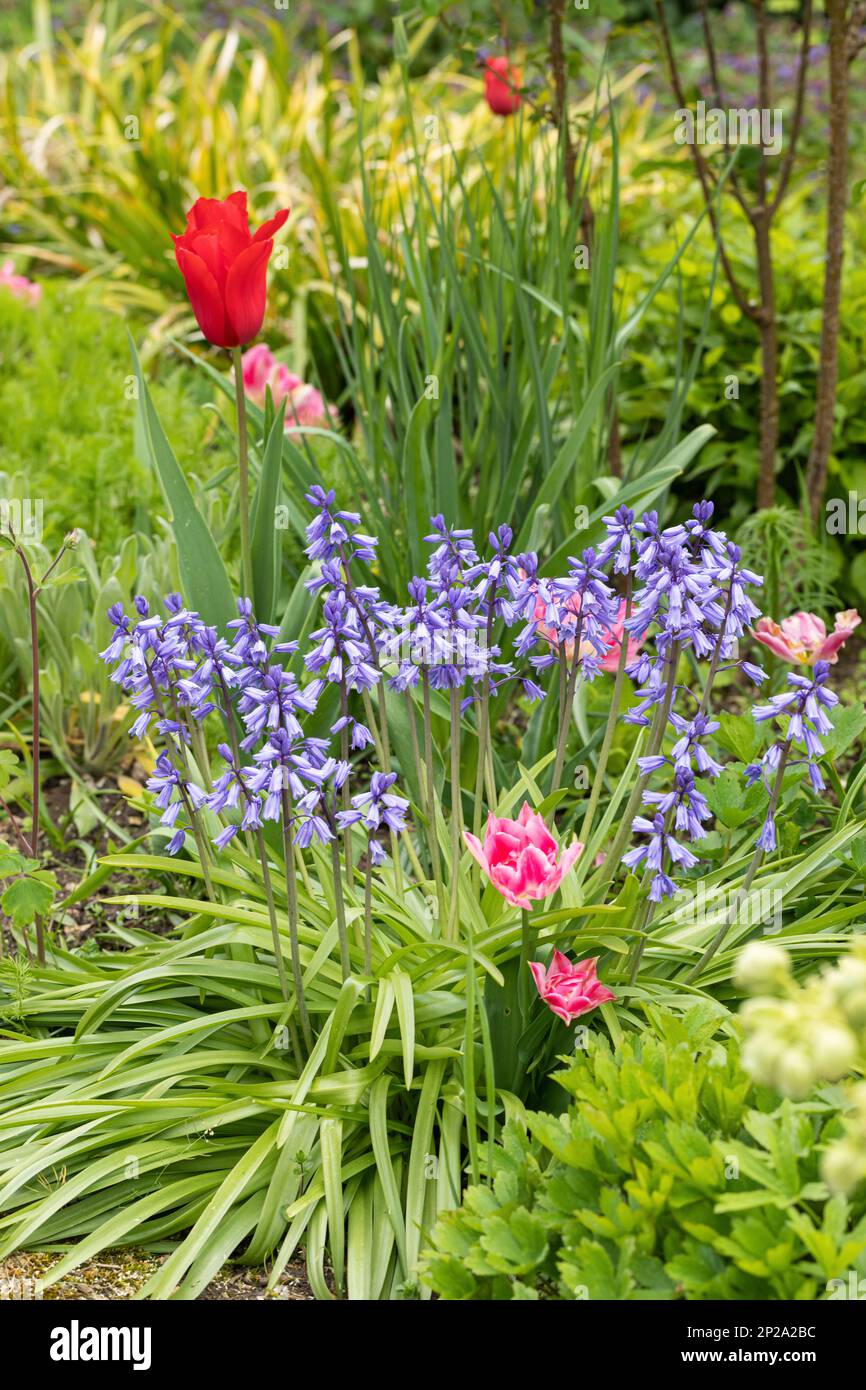 Primo piano di tulipani e bluebells fiorito in un giardino cottage primavera confine durante aprile, Inghilterra, Regno Unito Foto Stock