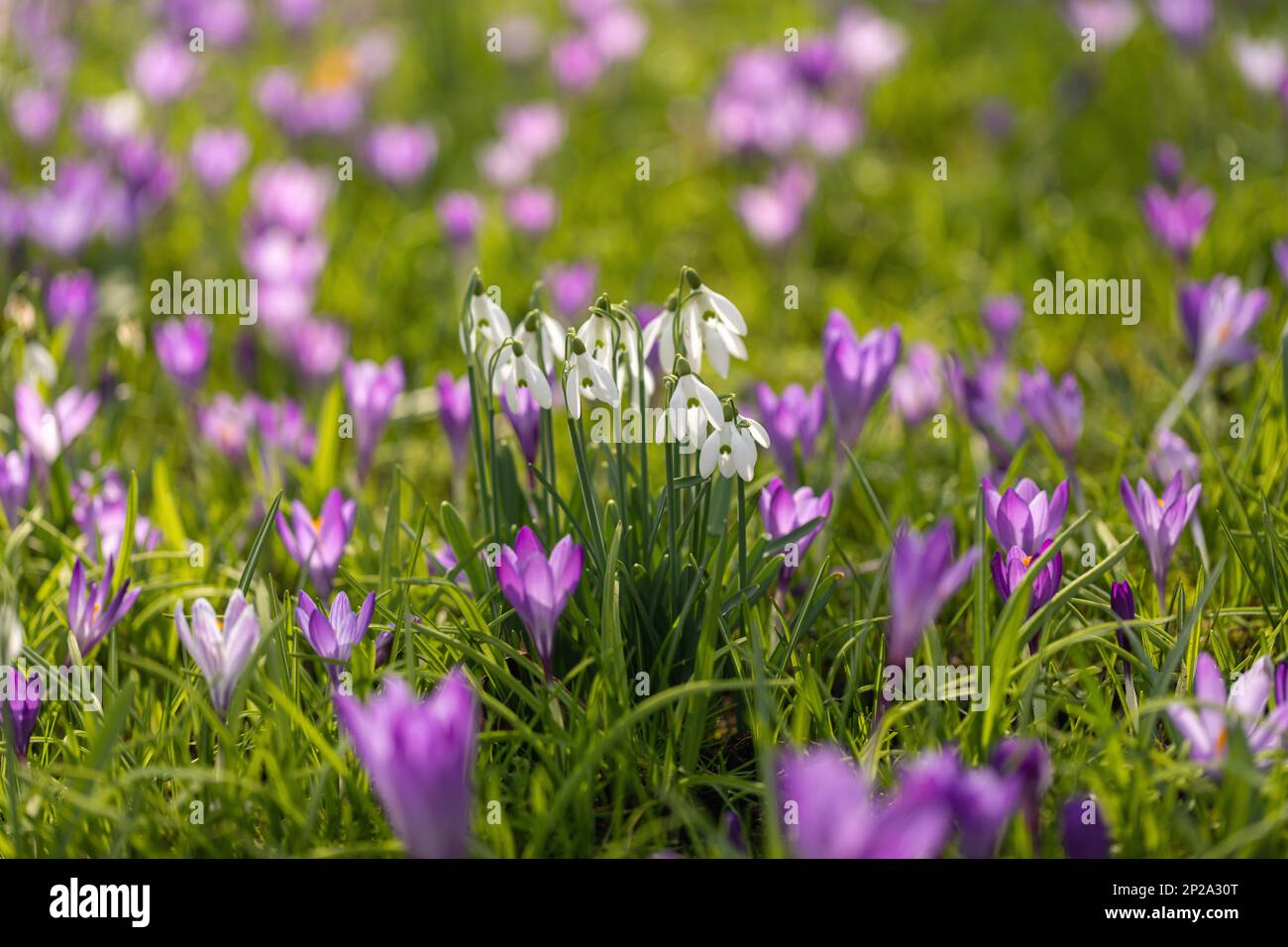 Primo piano di un grumo di gocce di neve illuminate dal sole (Galanthus) che fioriscono in erba insieme al porpora / malva Crocus tommasinianus in un giardino di primavera del Regno Unito Foto Stock