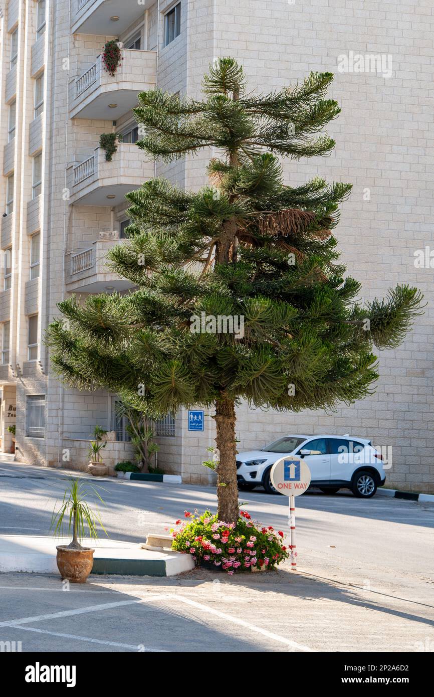 Ramallah, Ramallah e al-Bireh Governatorato, Palestina, 23 luglio 2022: Segno che recita 'solo andata' da un albero di pino circondato da fiori in un Hotel Parkin Foto Stock