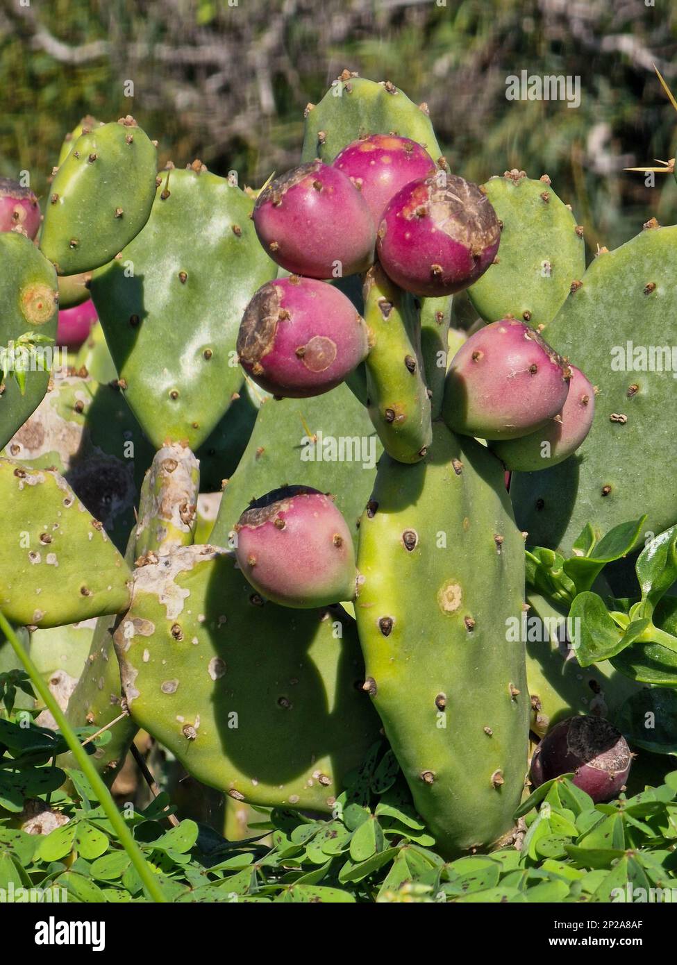Cactus con Prickly Pear frutta Foto Stock