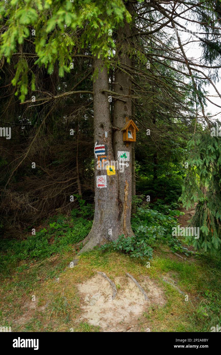 L'attraversamento di sentieri escursionistici di vari colori, dipinta su un albero. Marcare ci porterà alla nostra destinazione senza vagare lungo il cammino. C'è Foto Stock