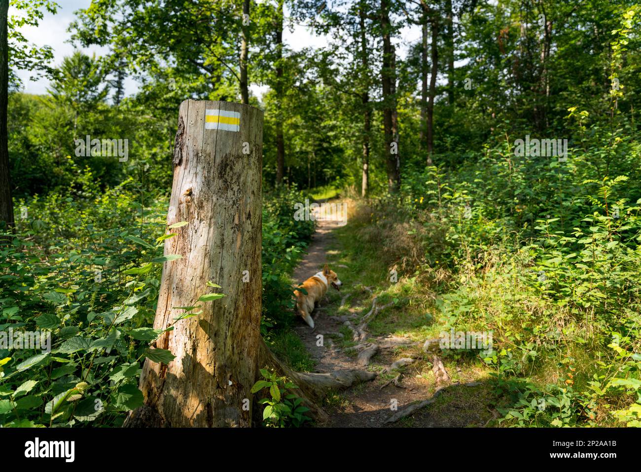 Marcatura del sentiero in giallo, dipinta su un albero. Marcare ci porterà alla nostra destinazione senza vagare lungo il cammino. Sullo sfondo, Foto Stock