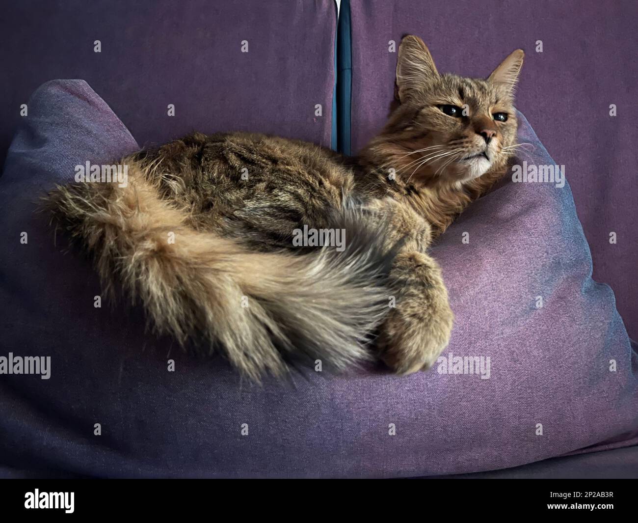 Gatto sdraiato su un lettino Foto Stock