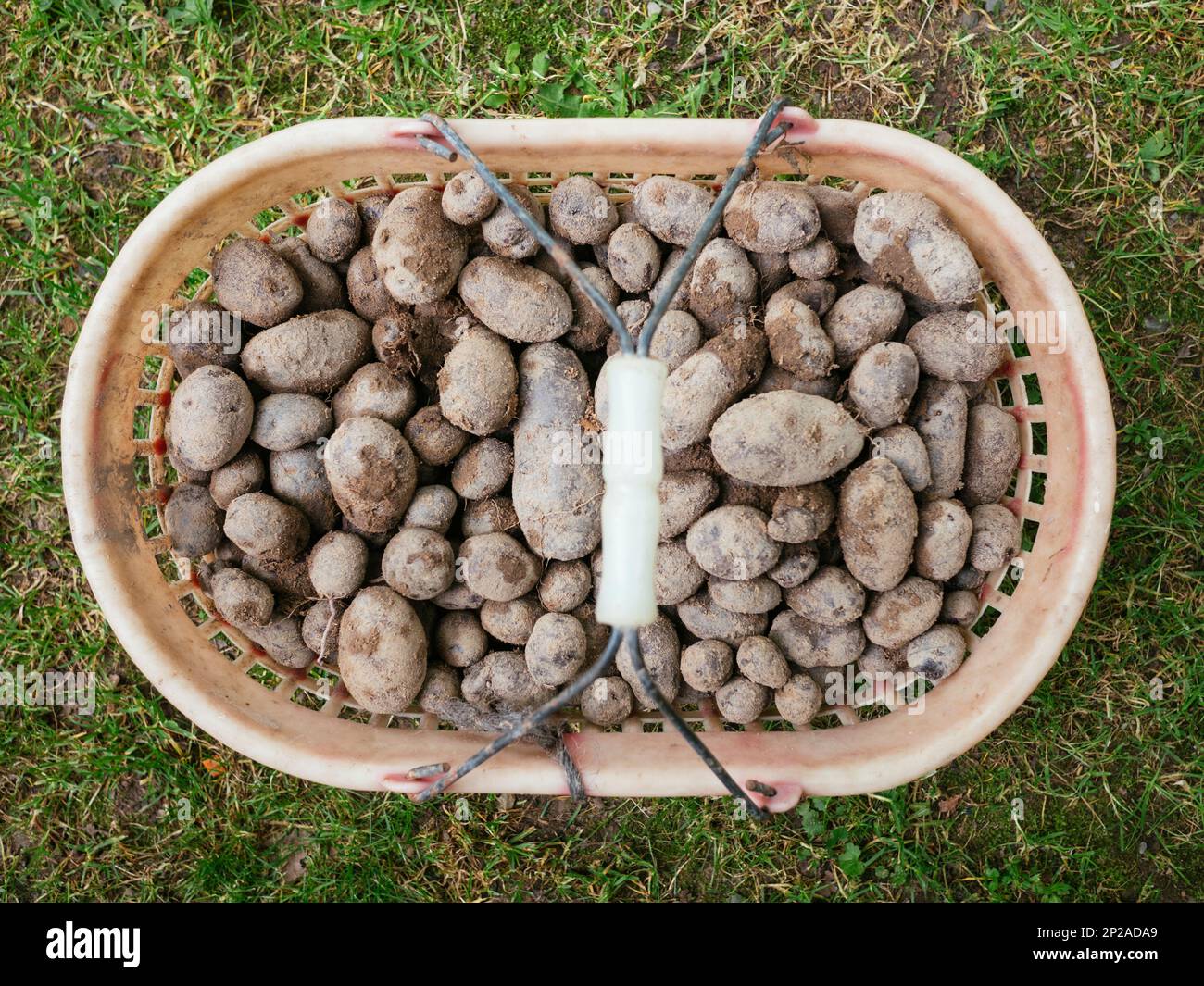 Cestino con patate viola appena raccolte. Foto Stock