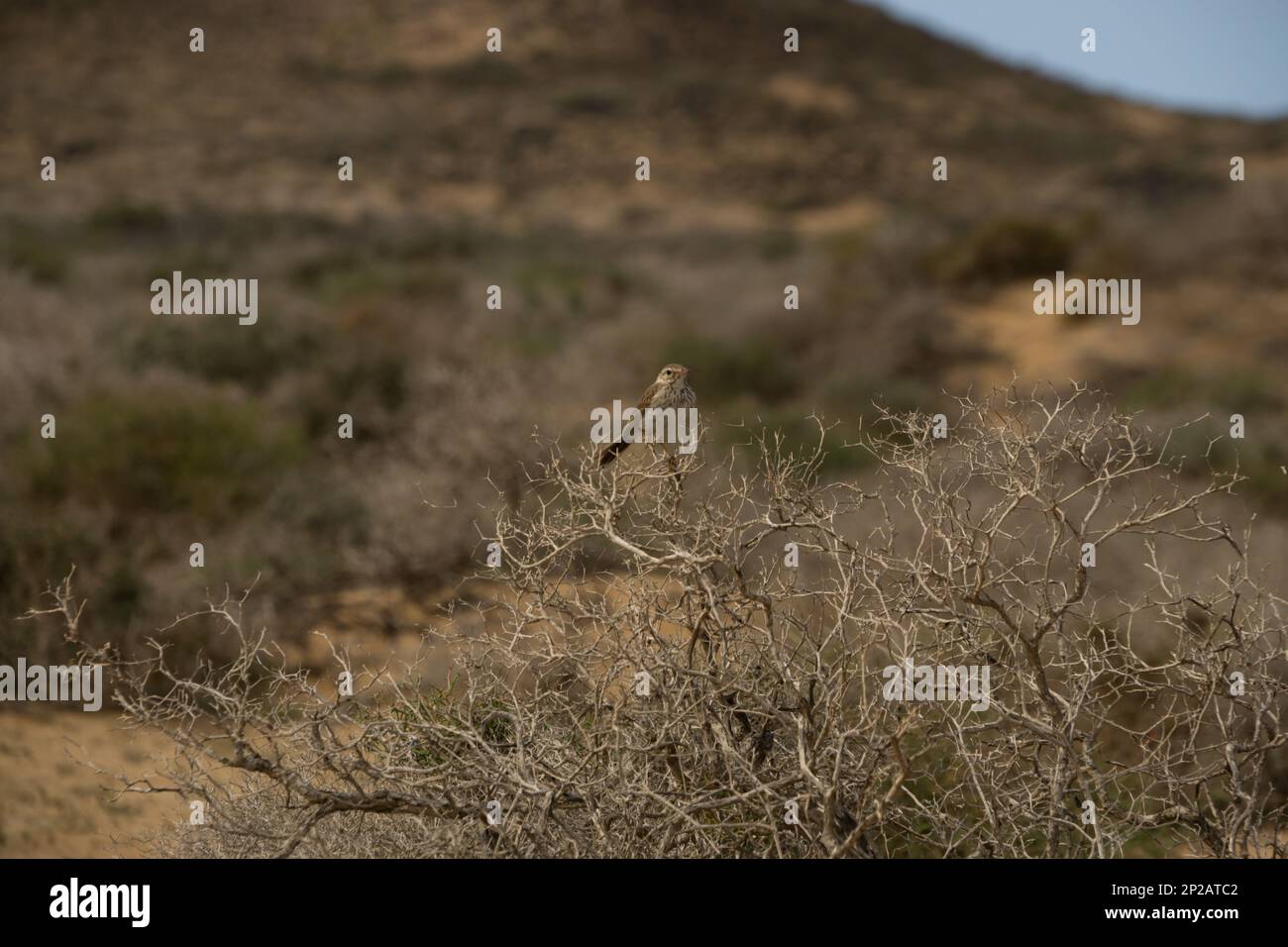 Larice a punta corta minore su un cespuglio nel deserto a la Graciosa, Isole Canarie, Spagna Foto Stock