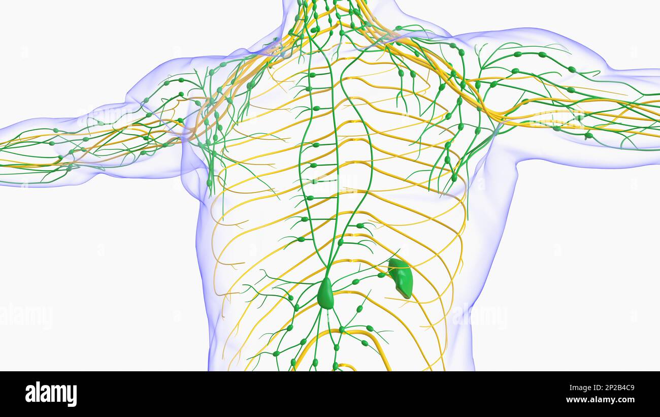 Anatomia dei linfonodi umani per l'illustrazione del concetto medico 3D Foto Stock