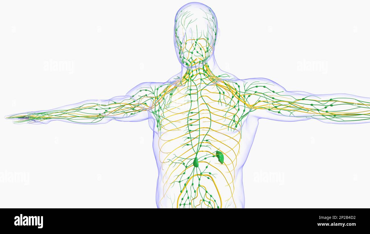 Anatomia dei linfonodi umani per l'illustrazione del concetto medico 3D Foto Stock