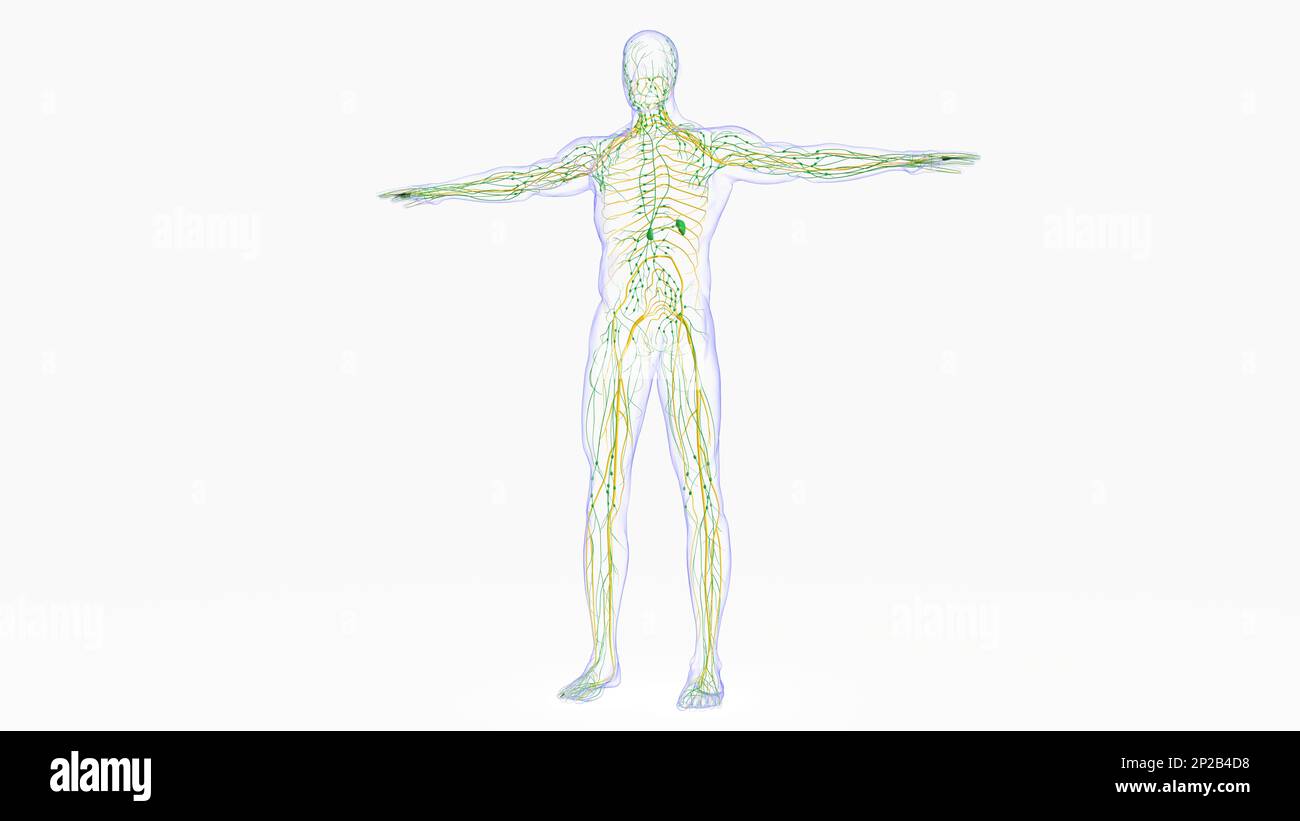 Anatomia dei linfonodi umani per l'illustrazione del concetto medico 3D Foto Stock