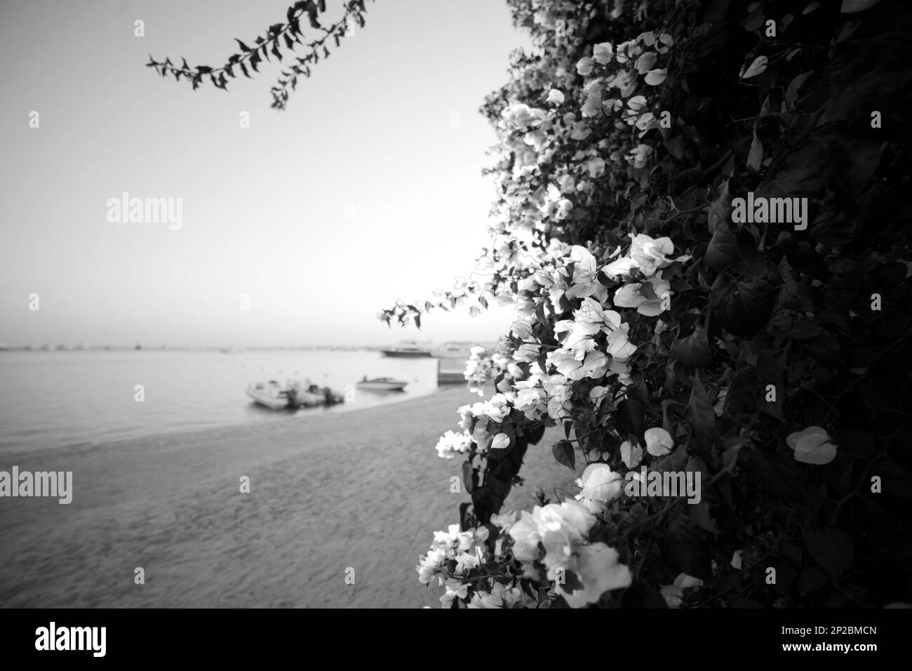 Bougainvillea glabra, la bougainvillea minore o paperflower - - nero e bianco Foto Stock