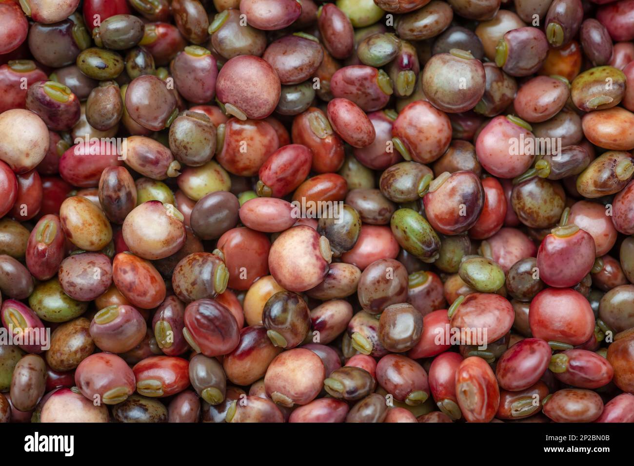 I piselli di fondo sparsi fuori fresco dalle cialde Foto Stock