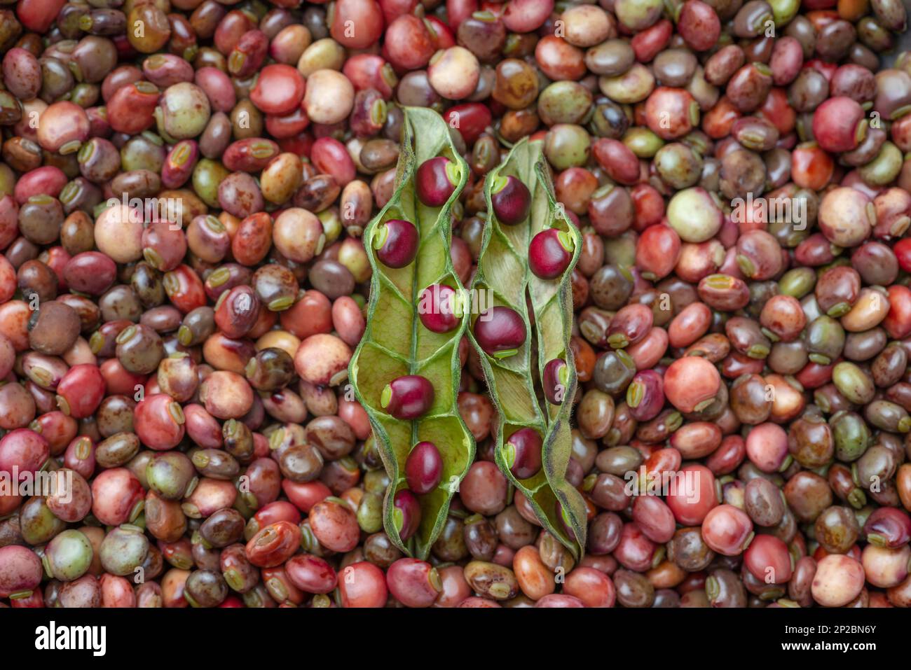 I piselli di fondo sparsi fuori fresco dalle cialde Foto Stock