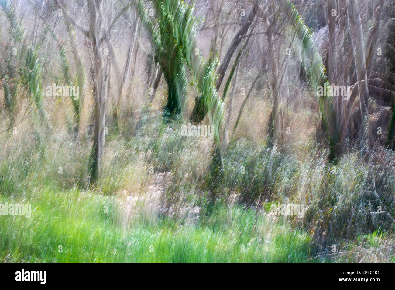 Fotografía de Árboles en el bosque, ICM, movimiento de Cámara intencionado Foto Stock