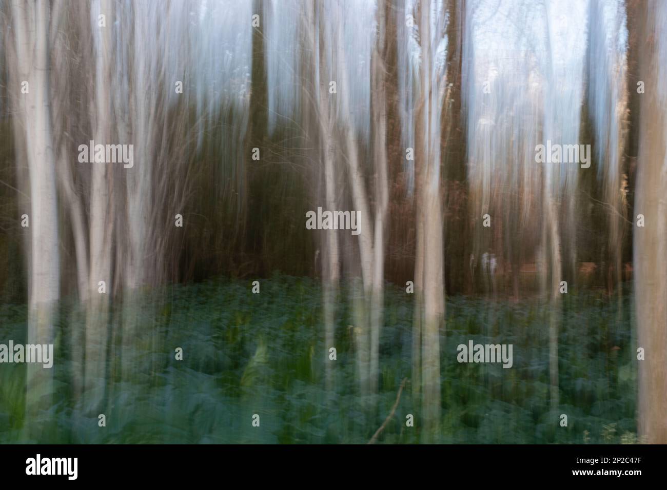 Fotografía de Árboles en el bosque, ICM, movimiento de Cámara intencionado Foto Stock