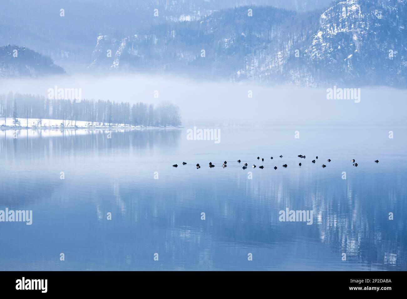 Paesaggio invernale con neve e nebbia sulle montagne e anatre libere sulle fredde acque del lago Foto Stock