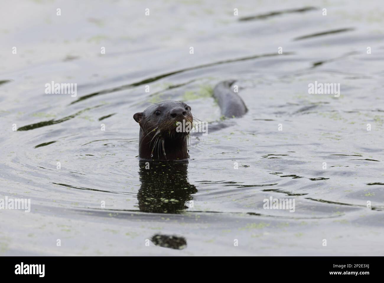 North American River Otter Florida USA Foto Stock