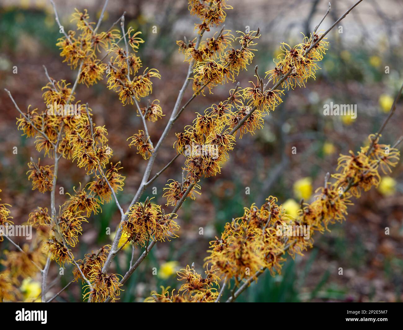 Primo piano dei fiori gialli arancioni della pianta del giardino fiorito invernale Hamamelis x intermedia Frederic. Foto Stock