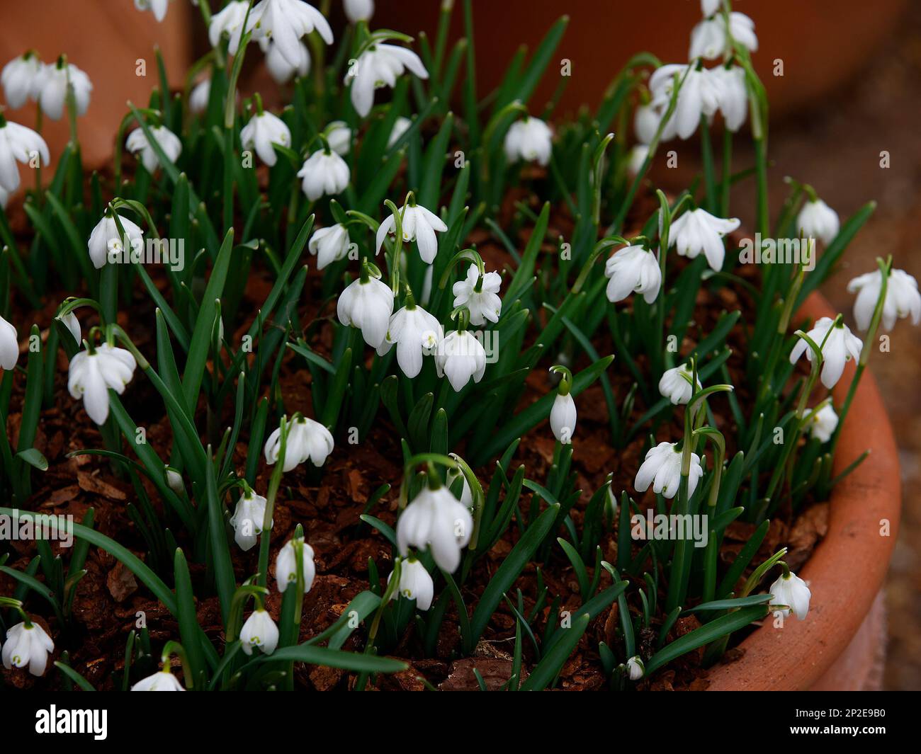 Primo piano dei fiori bianchi dell'inverno fioritura bulbi da giardino Galanthus nivalis Flore Pleno visto crescere in una pentola all'aperto. Foto Stock