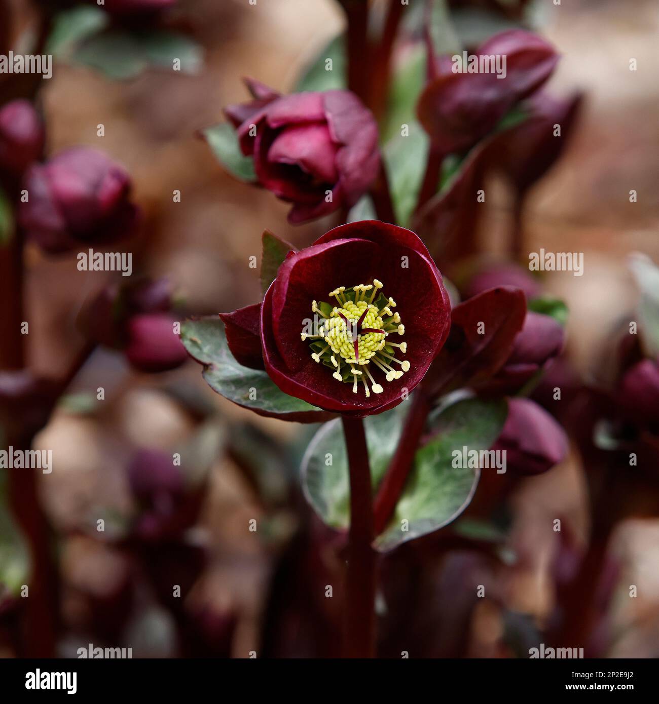 Primo piano del fiore rosso rubino della pianta giardino perenne Ruby di Helleborus Reanna visto fiorire in inverno. Foto Stock