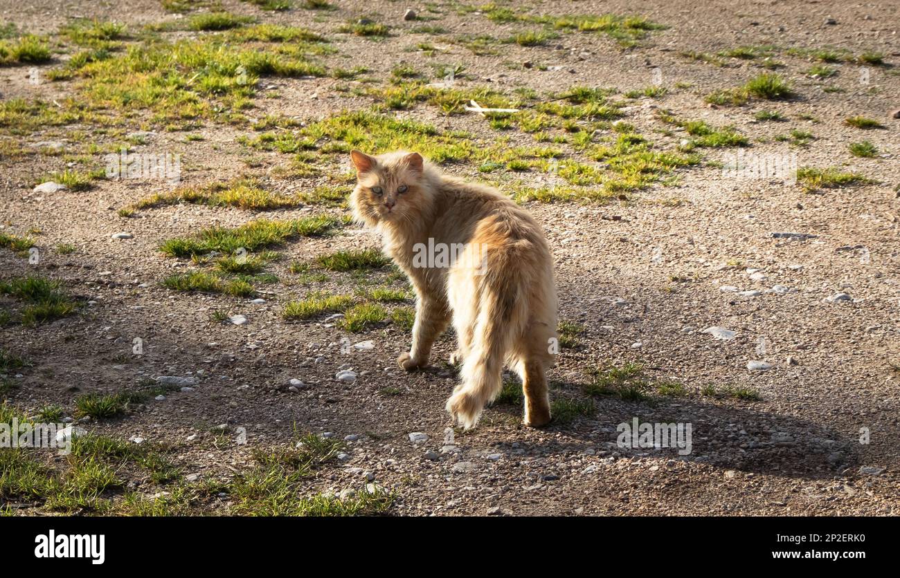 Vecchio gatto fotogenico che fissava la macchina fotografica Foto Stock