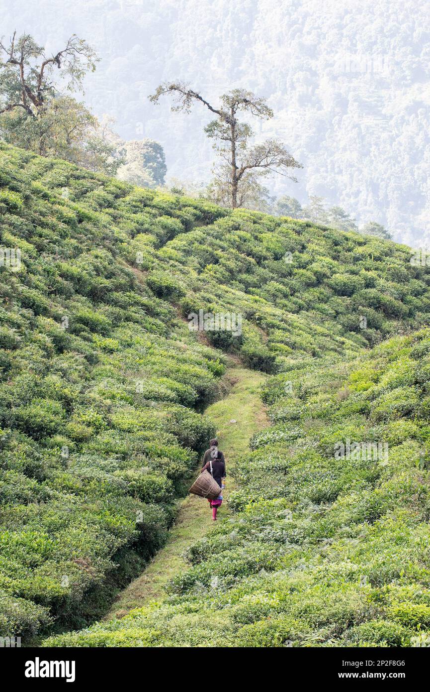 Raccolta di tè femminile camminando da sola tra colture di tè a Temi Tea Estate, Sikkim, India Foto Stock