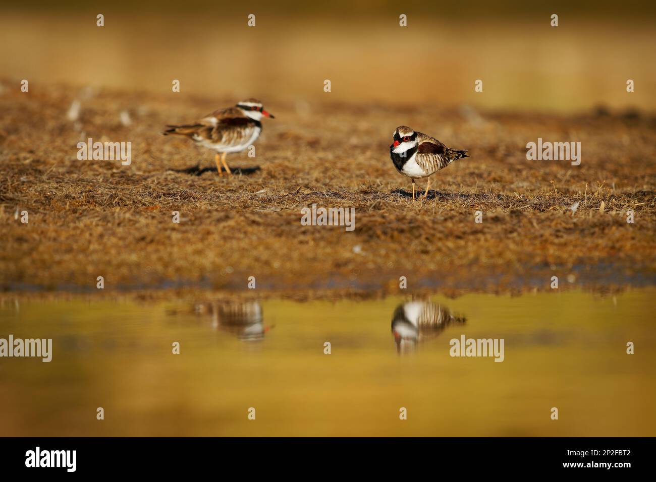 Dotterel con la faccia nera - Elseyornis melanops piccolo falco della famiglia Charadriidae, uccello sulla spiaggia australiana vicino all'acqua durante i soli Foto Stock