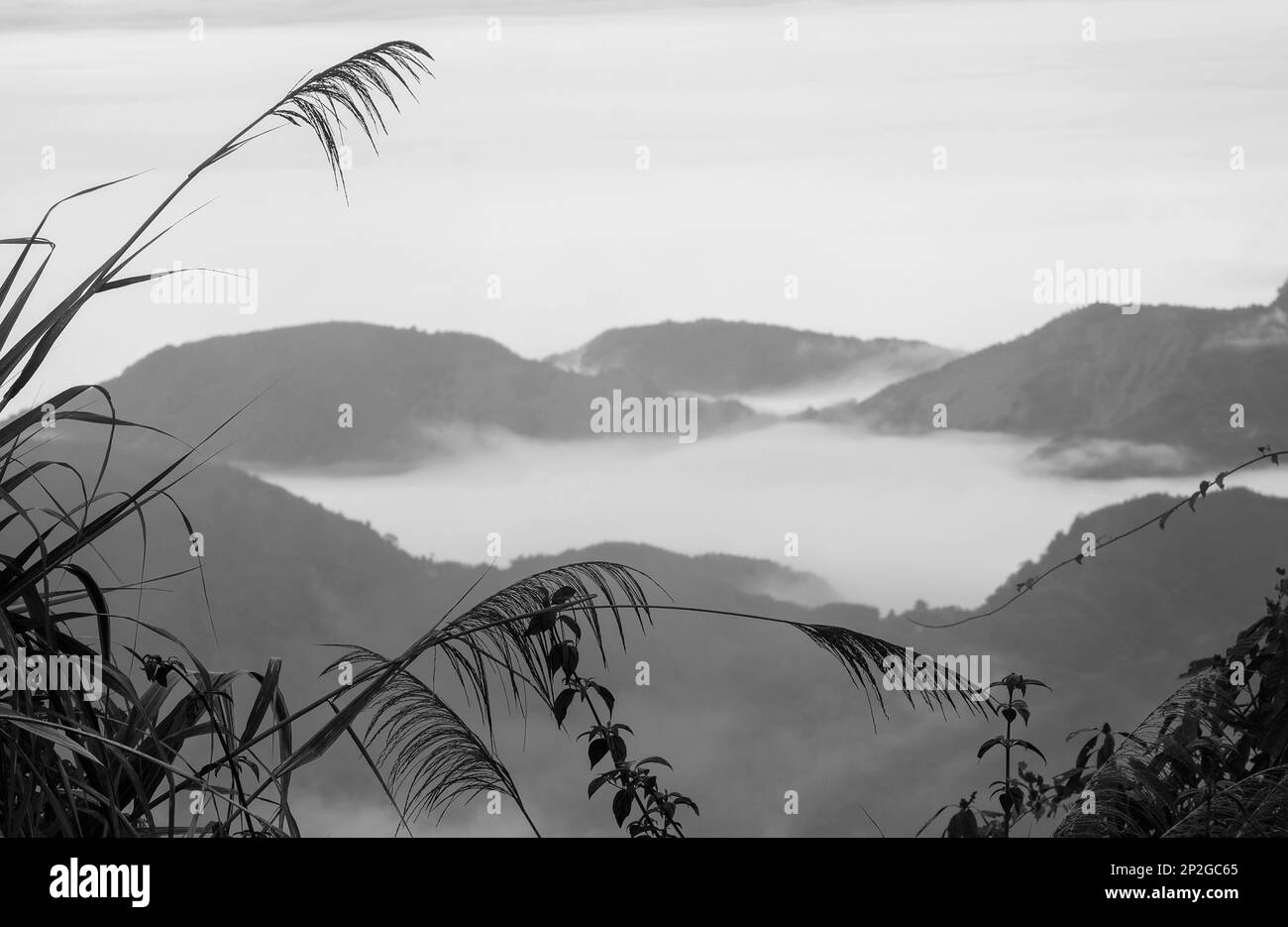 Mare dipinto di nuvole e cime nebbiose delle montagne Alishan a Taiwan Foto Stock