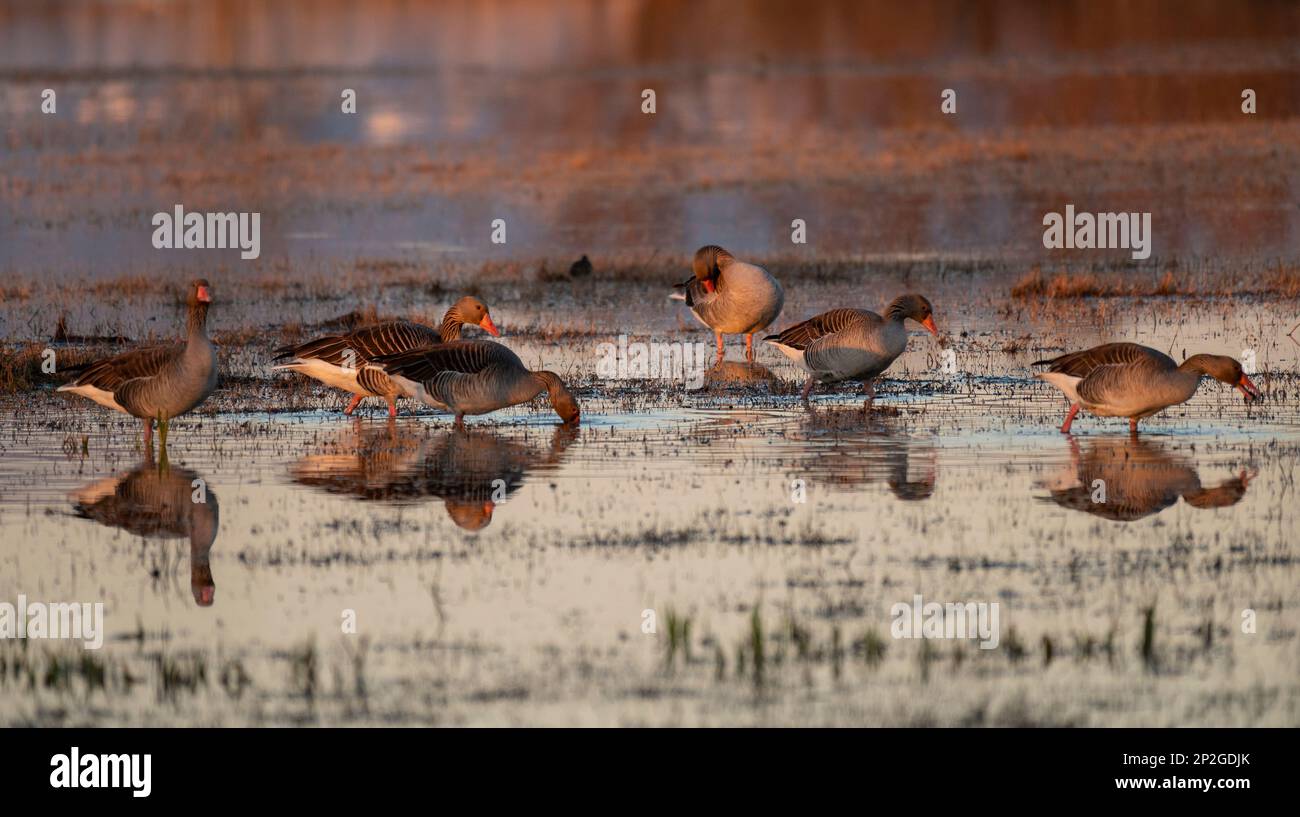Un gruppo di oche alla ricerca di cibo nella zona umida Foto Stock