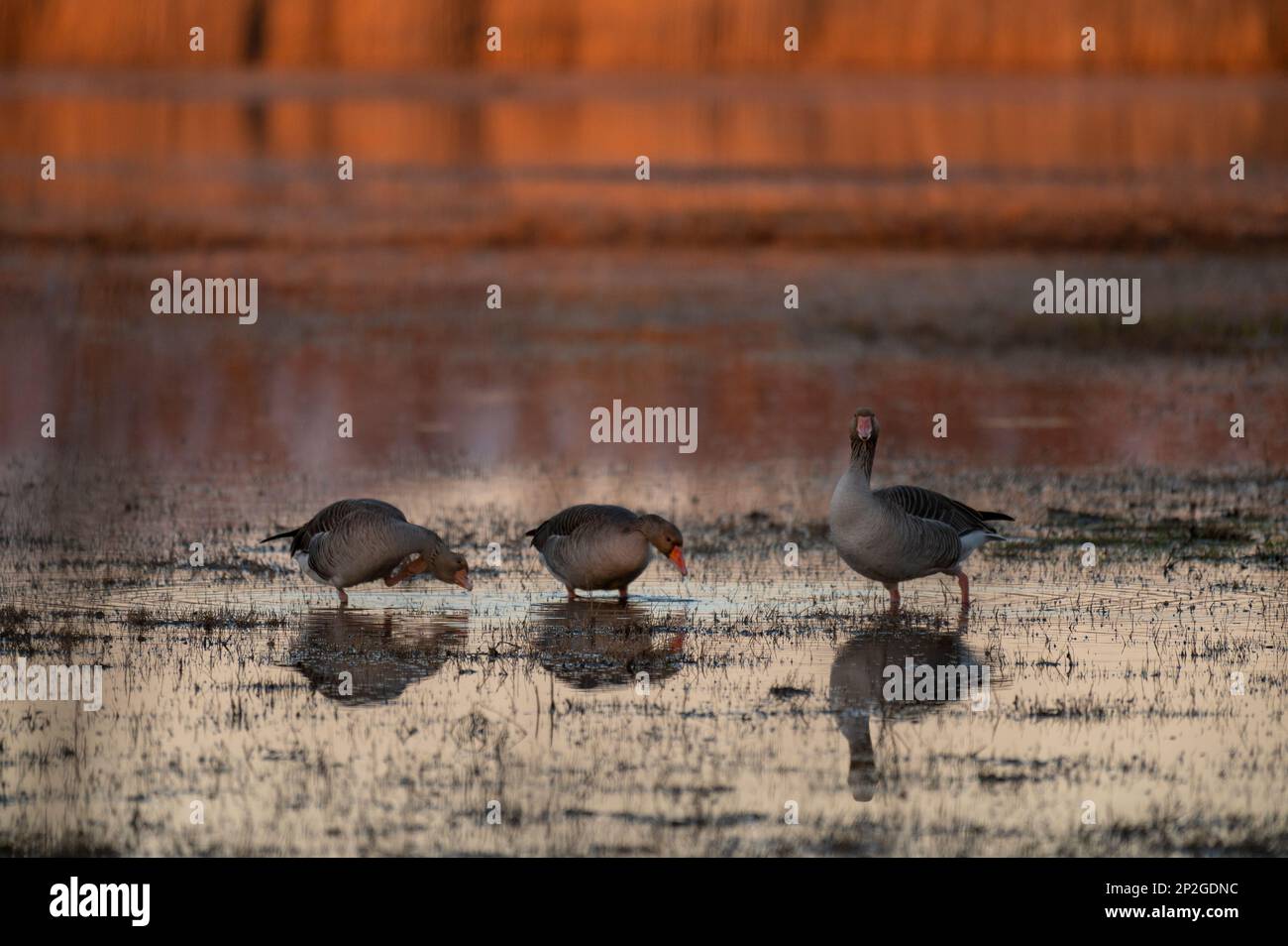 Un gruppo di oche alla ricerca di cibo nella zona umida Foto Stock